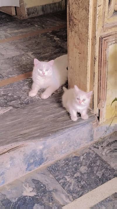 ** Persian Mother Cat & Female Kitten Available for Sale **