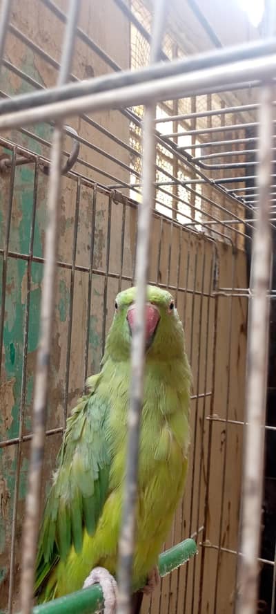 green ring neckwith cage