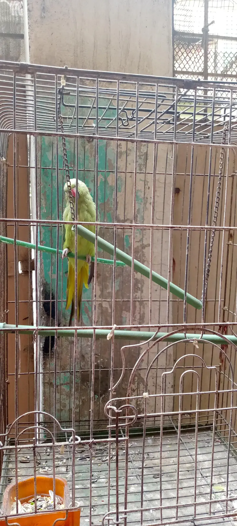 green ring neckwith cage — photo 2