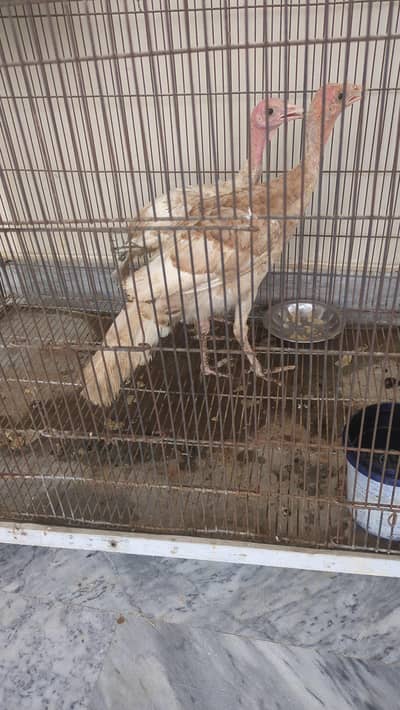 pair for sell turkey bird