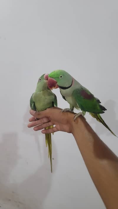 Raw parrot 1 pair phone:03417910000