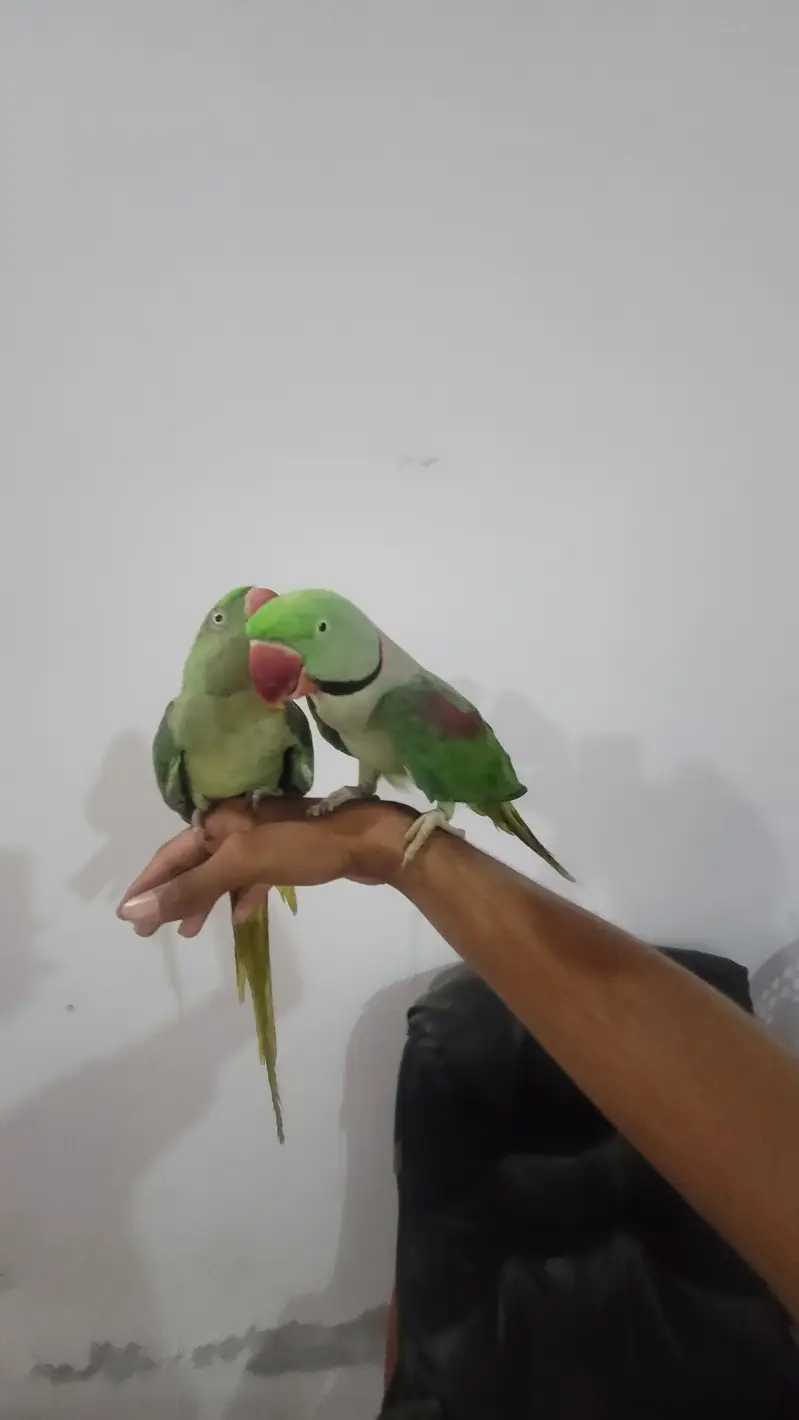 Raw parrot 1 pair phone:03417910000 — photo 2