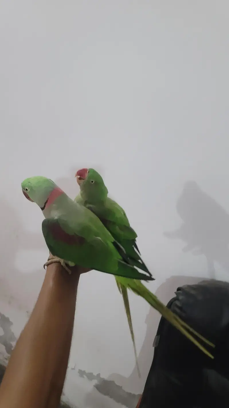 Raw parrot 1 pair phone:03417910000 — photo 3