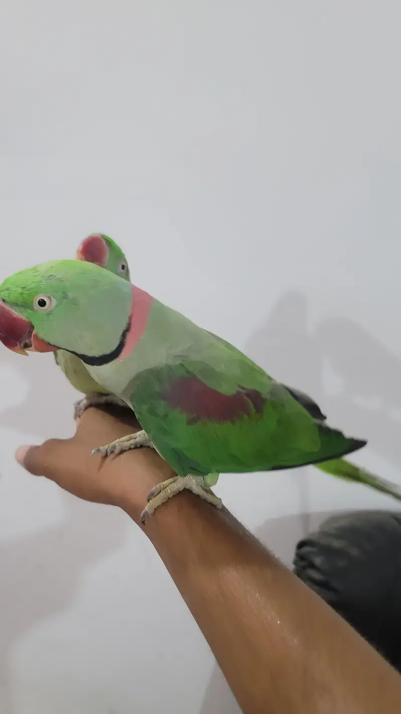 Raw parrot 1 pair phone:03417910000 — photo 4