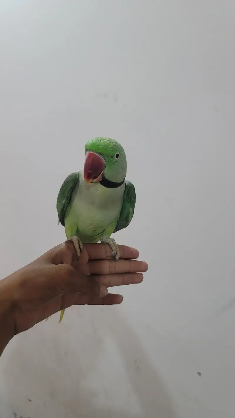 Raw parrot 1 pair phone:03417910000 — photo 5