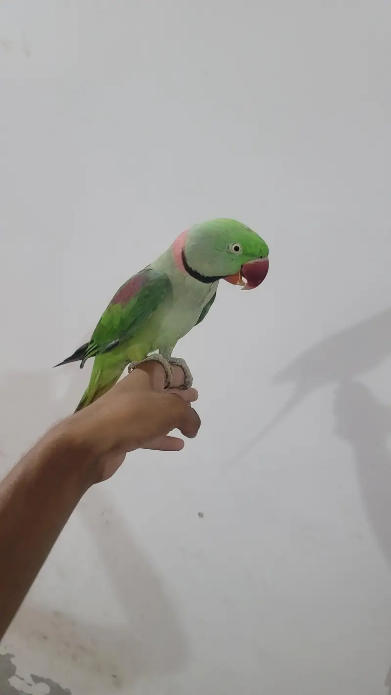Raw parrot 1 pair phone:03417910000 — photo 6