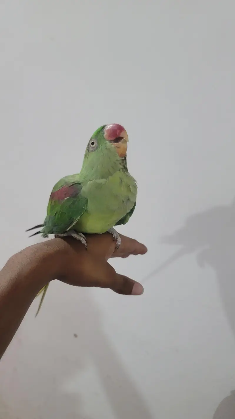 Raw parrot 1 pair phone:03417910000 — photo 8