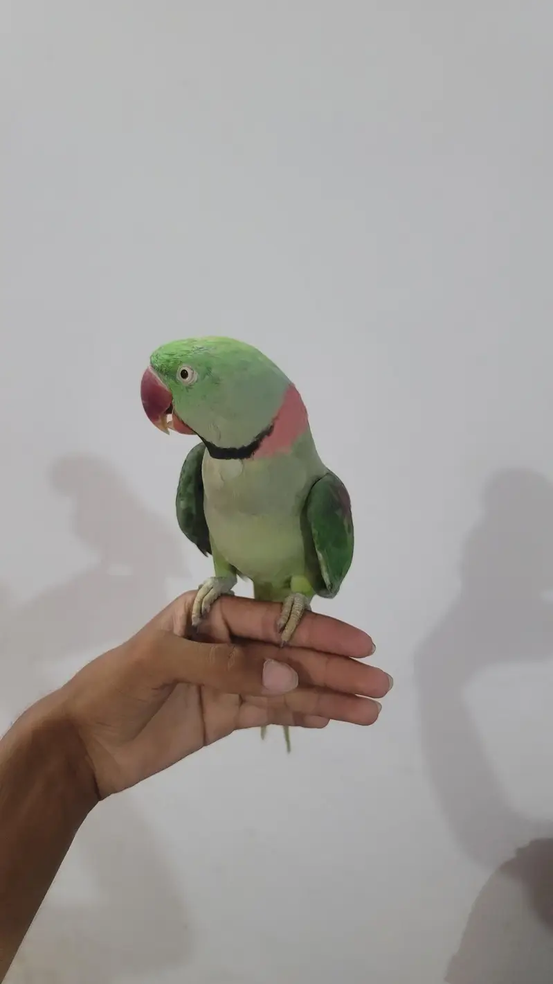 Raw parrot 1 pair phone:03417910000 — photo 9