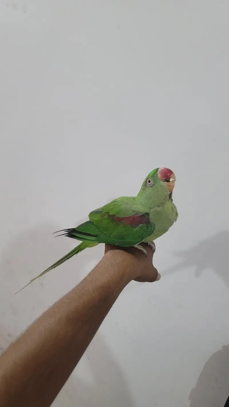 Raw parrot 1 pair phone:03417910000 — photo 10