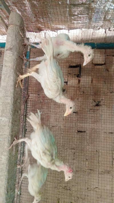 paper white aseel bachy