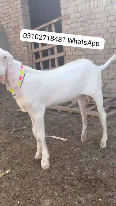 Rajanpuri Gulabi Bakra Urgent For Sale/ O31O27I848I