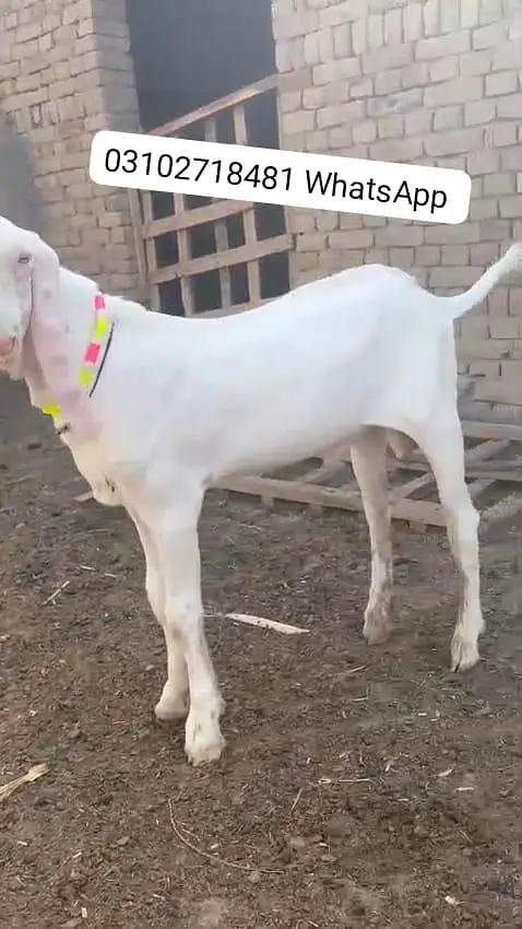 Rajanpuri Gulabi Bakra Urgent For Sale/ O31O27I848I