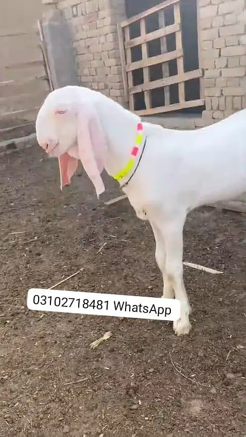 Rajanpuri Gulabi Bakra Urgent For Sale/ O31O27I848I — photo 2