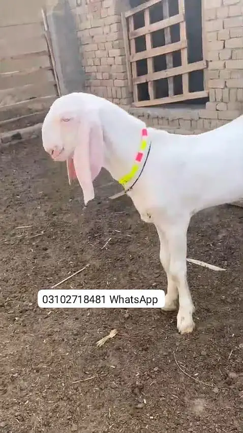Rajanpuri Gulabi Bakra Urgent For Sale/ O31O27I848I — photo 3