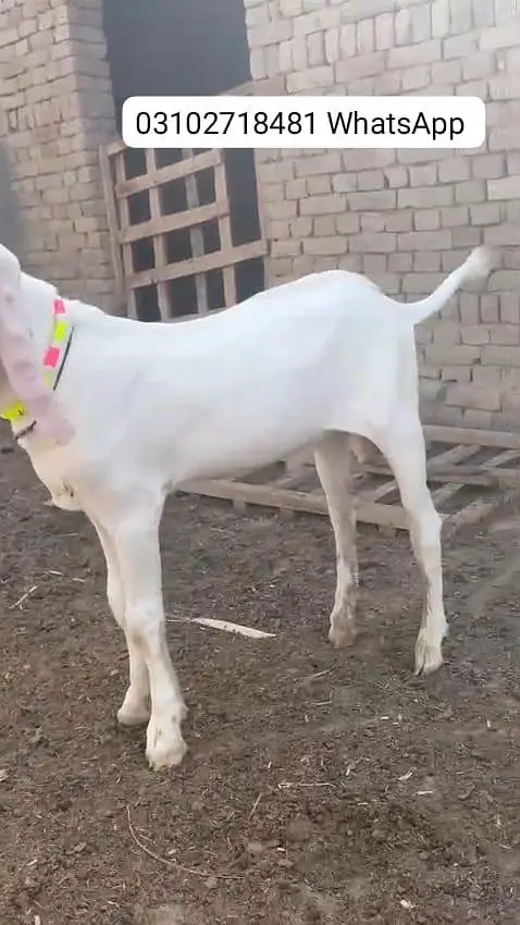 Rajanpuri Gulabi Bakra Urgent For Sale/ O31O27I848I — photo 4