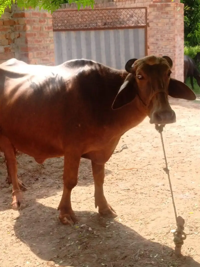 bhori jhoti