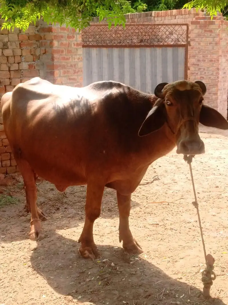 bhori jhoti — photo 2