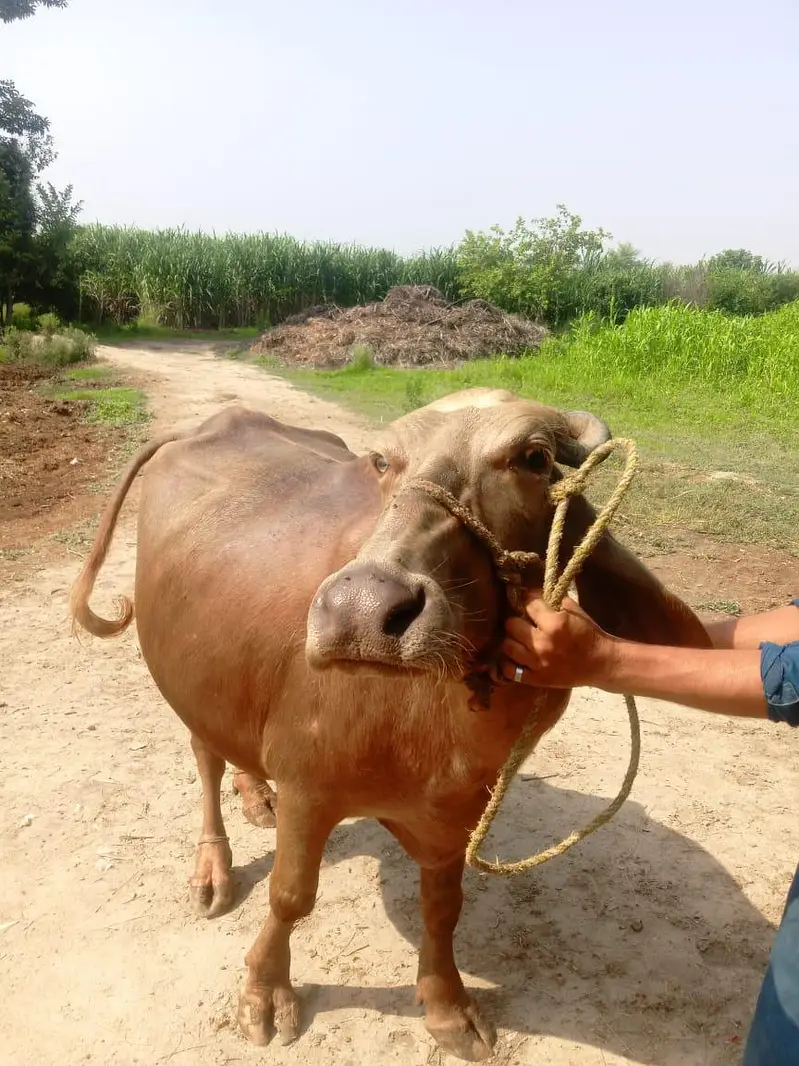 bhori jhoti — photo 3