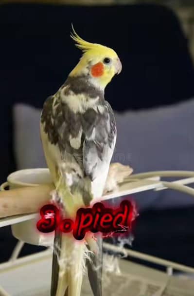 pied cockatiel chick for sale age 3 month delivery not available