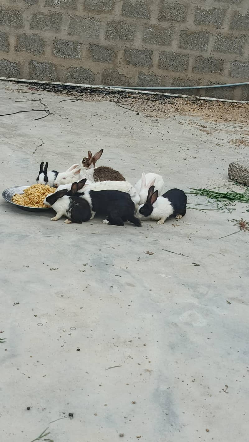 rabbits 0