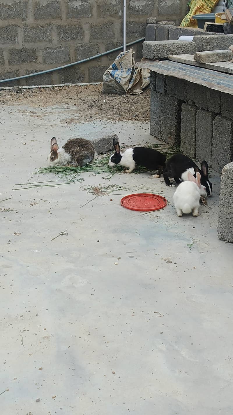 rabbits 1
