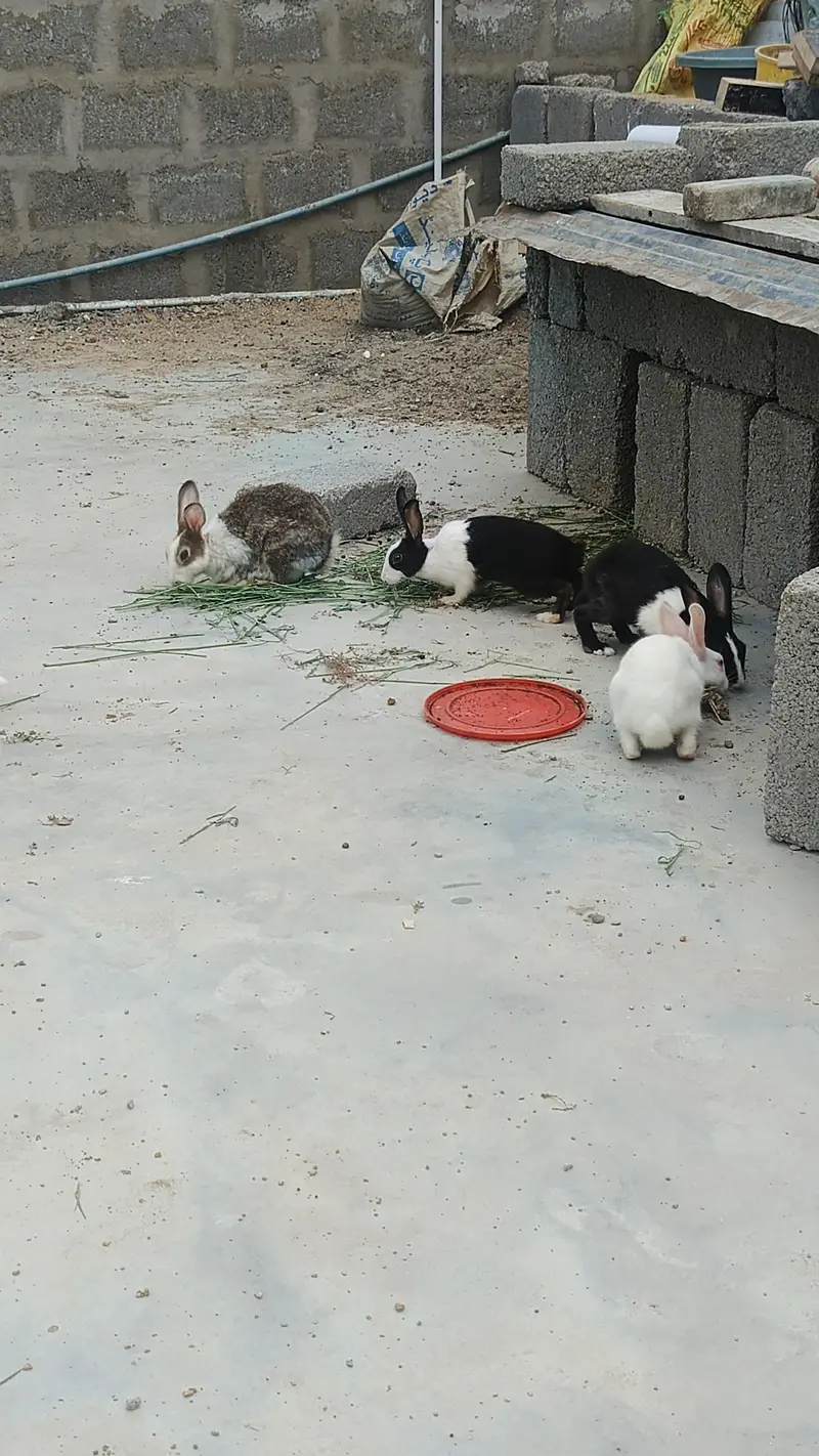 rabbits — photo 2