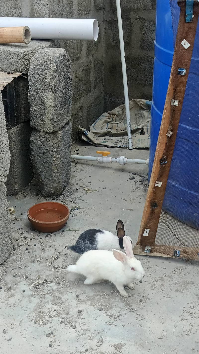 rabbits 2