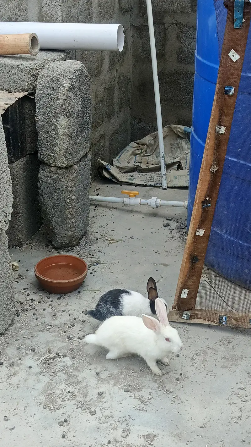 rabbits — photo 3