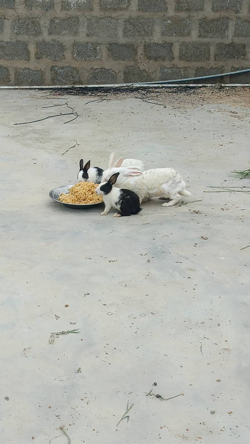 rabbits 3