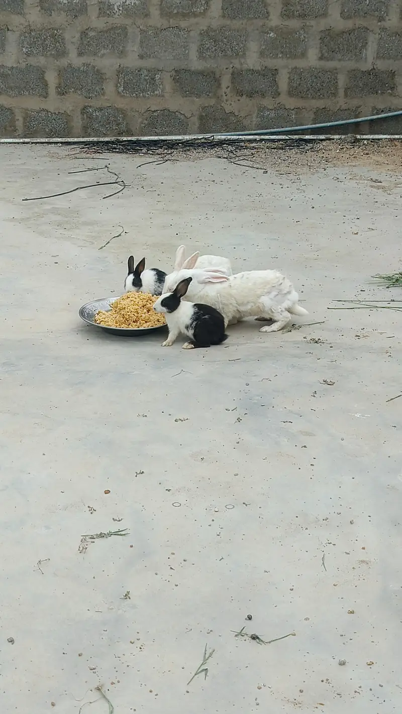 rabbits — photo 4