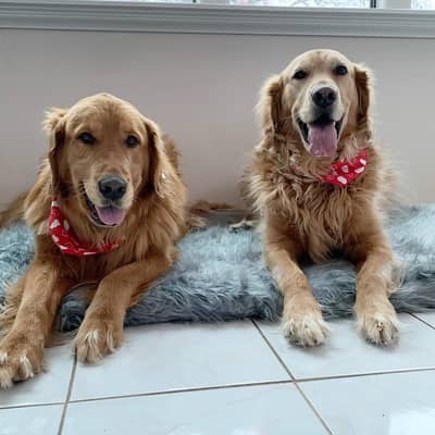 Golden Retriever