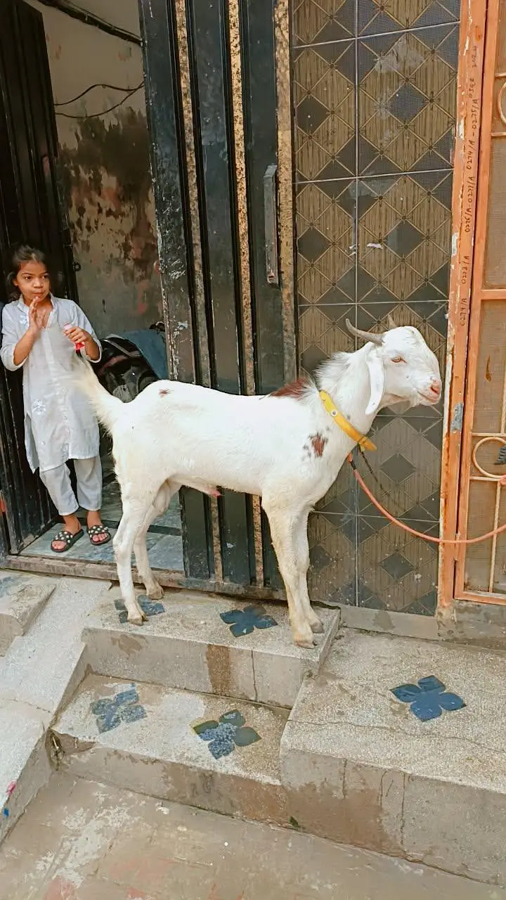 Bakra urgent sale