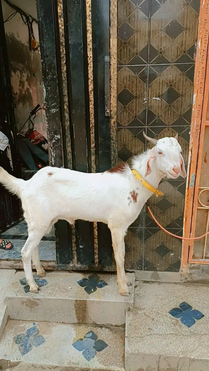 Bakra urgent sale — photo 2