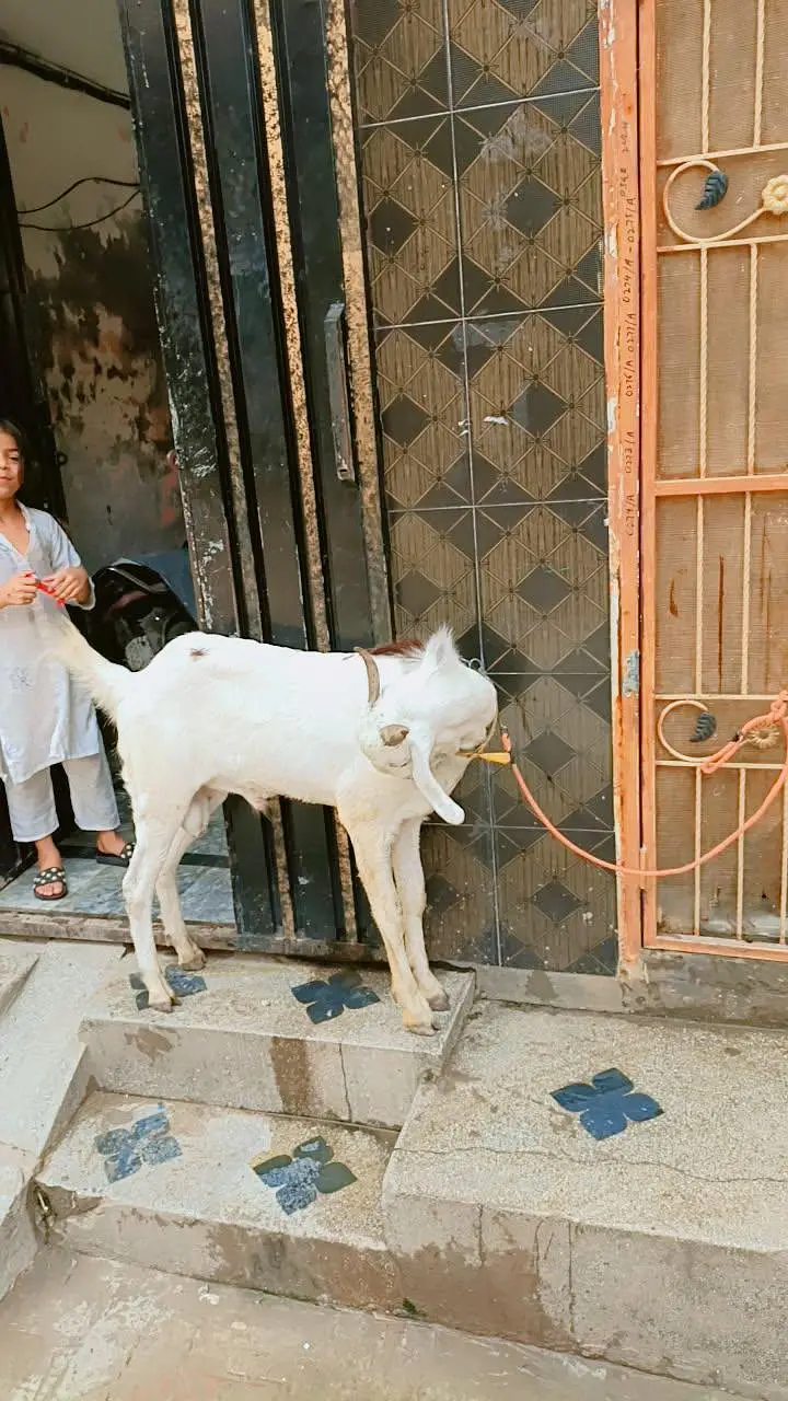Bakra urgent sale — photo 3