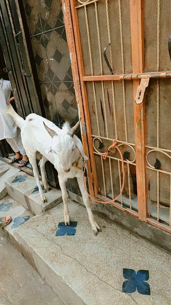 Bakra urgent sale — photo 4