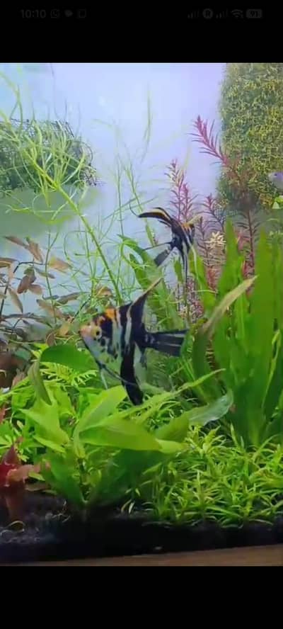 2 Betta pair  and 1 Angel fish pair availabe for sale with boul