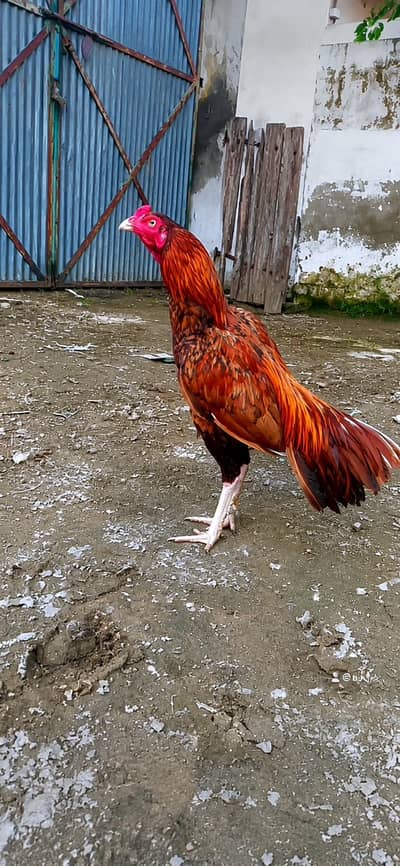 Aseel murgha Mianwali for sale