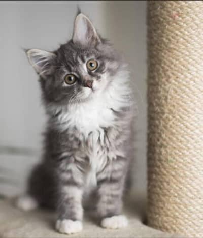 Premium Maine Coon Cats & Kittens | imported kittens