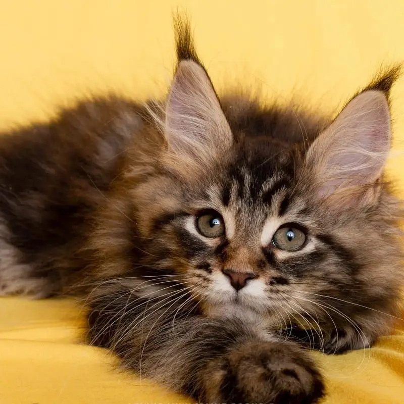 Premium Maine Coon Cats & Kittens | imported kittens — photo 3