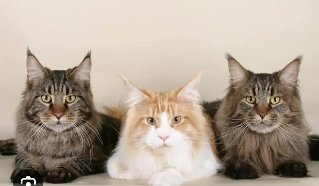 Premium Maine Coon Cats & Kittens | imported kittens — photo 4