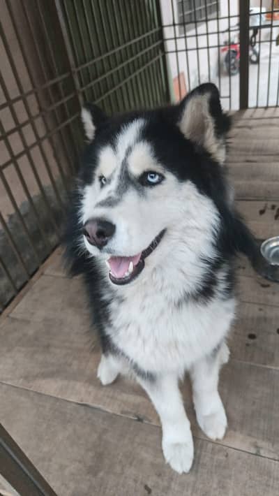 Husky