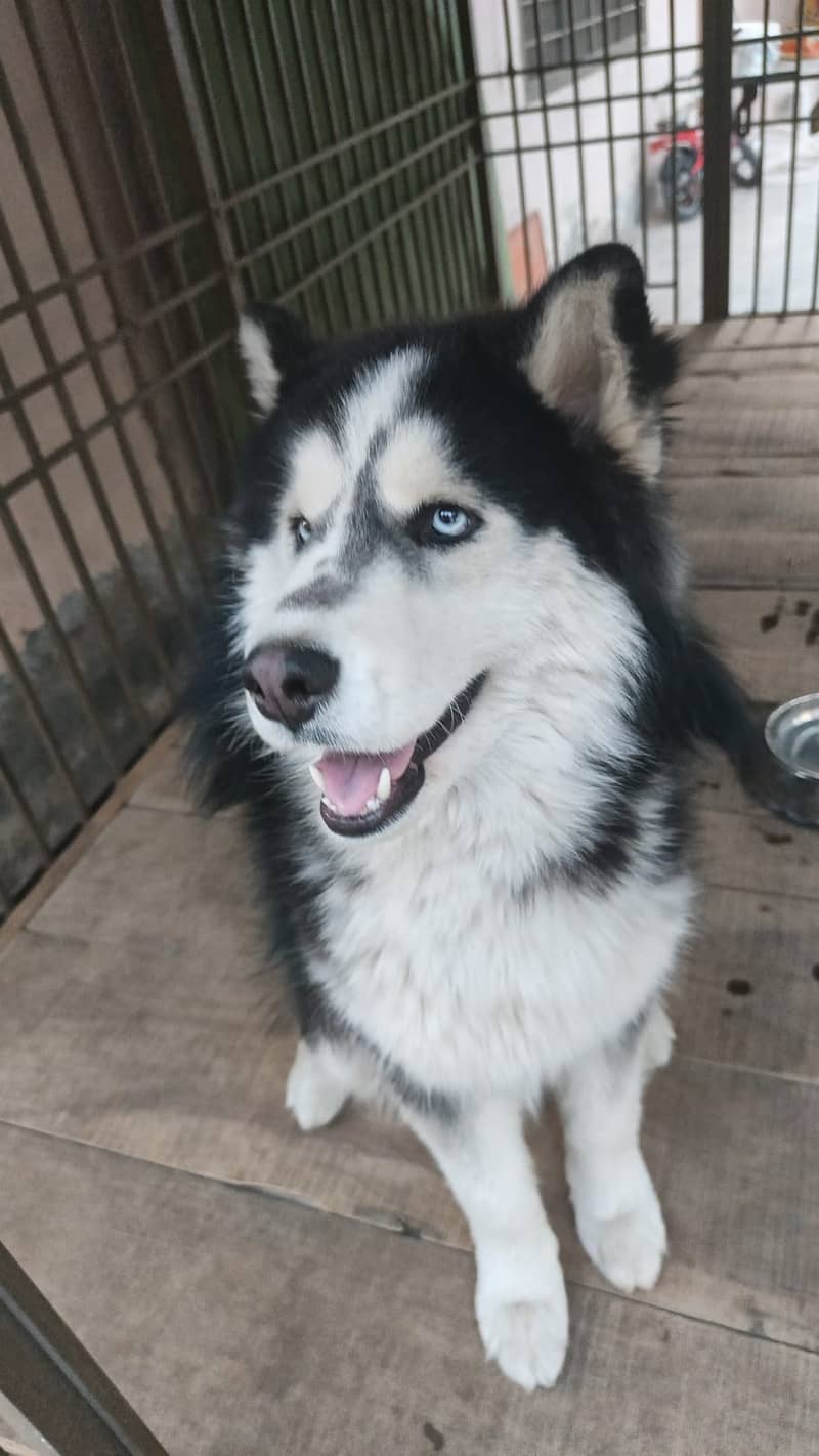 Husky 0
