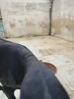 خوبصورت اور صحت مند ماڈی بکری کراچی میں برائے فروخت۔ 8
