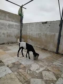 خوبصورت اور صحت مند ماڈی بکری کراچی میں برائے فروخت۔ 11