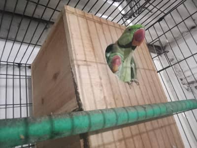 Pair of healthy parrots For sale