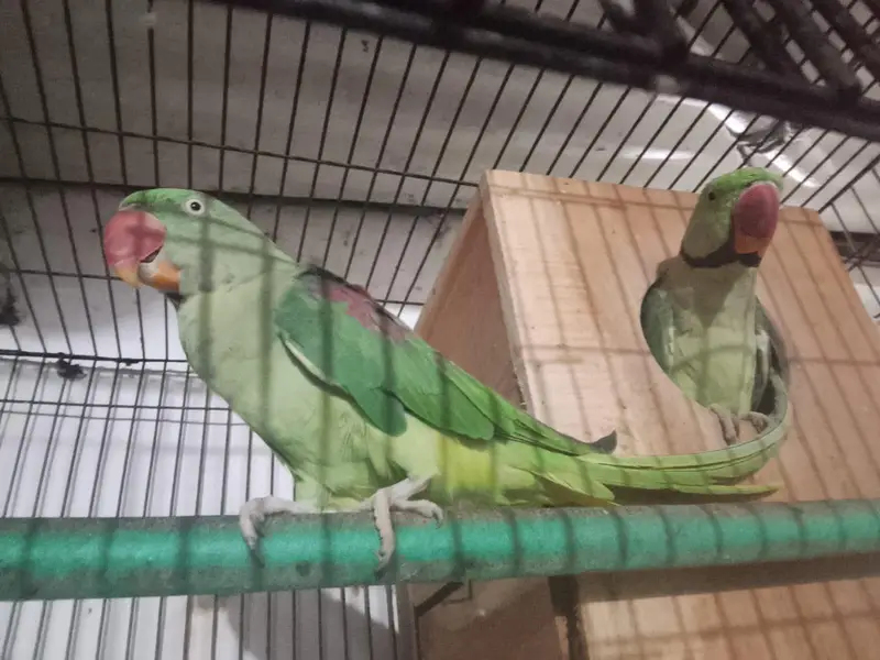 Pair of healthy parrots For sale — photo 2