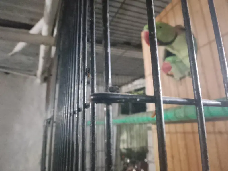 Pair of healthy parrots For sale — photo 3