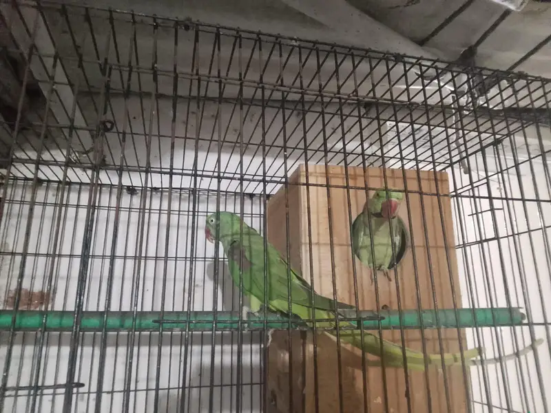 Pair of healthy parrots For sale — photo 4