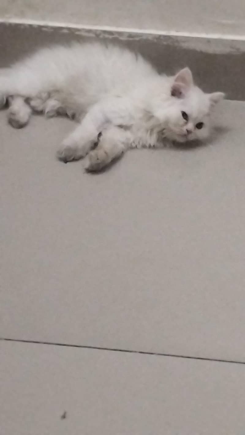 three beter cat 2
