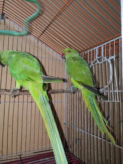 Ringneck 2 parrots